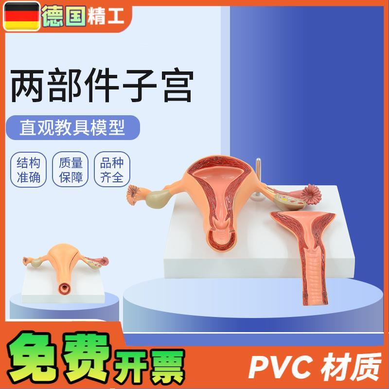 德国】仿真医学用女n性内生殖系统子宫卵巢解剖模型妇科产科计生