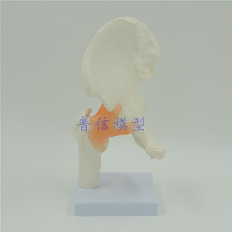 普信 功能型髋关节模型 教用医用 股骨模型 医用教V学培训 髋关节