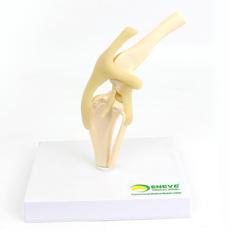 颐诺ENOVO 狗犬膝关节模型犬关节韧带骨头动物骨骼W标本骨质疏松