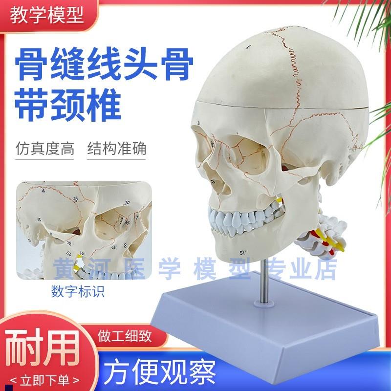 头骨仿真人体头i颅骨模型人体头骨模型附颈椎模型头骨解剖模型