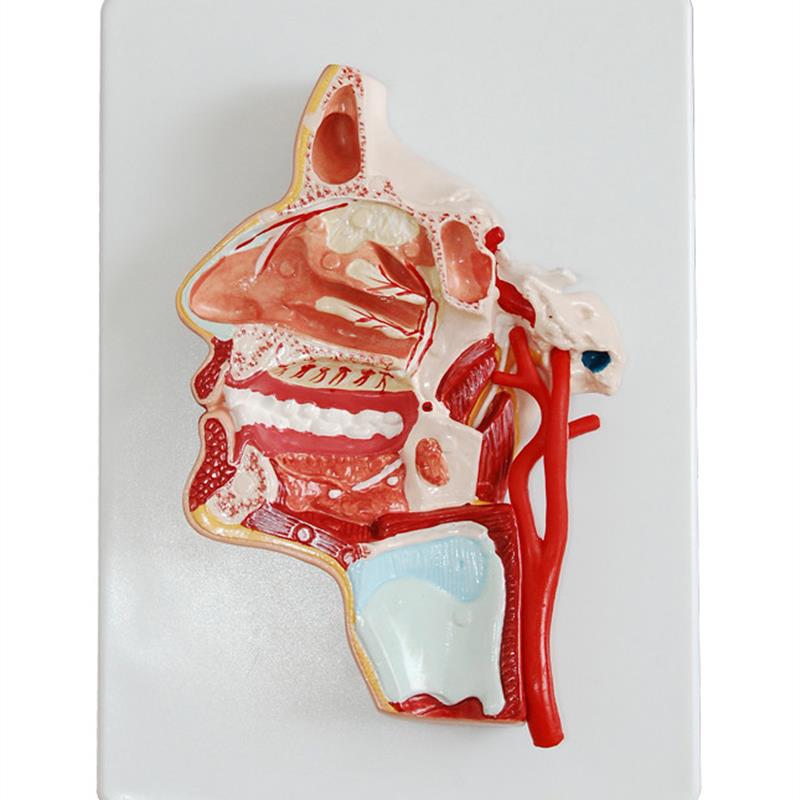 人体头部c切开解剖模型医学教学用示教标本模具