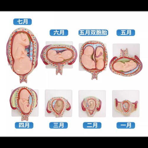 妊娠发育过程模型 胚t胎计划生育模型 胎儿发育过程模型