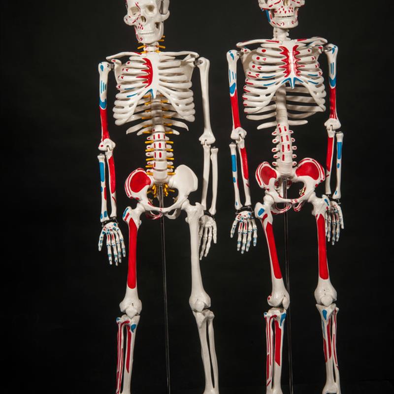医学用人体骨骼脊神经骨架教w学骷髅解剖标本模型 85人体骨骼模型