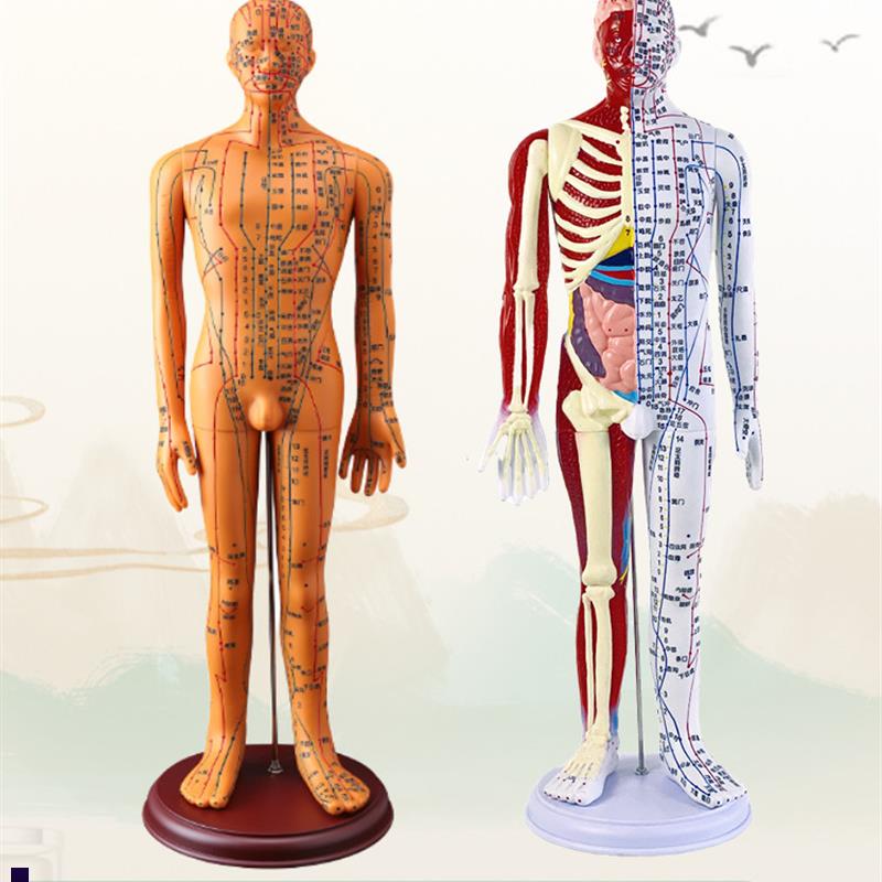 中医人体针灸模型k60cm教学经络腧穴模型培训师学习中医培训模型