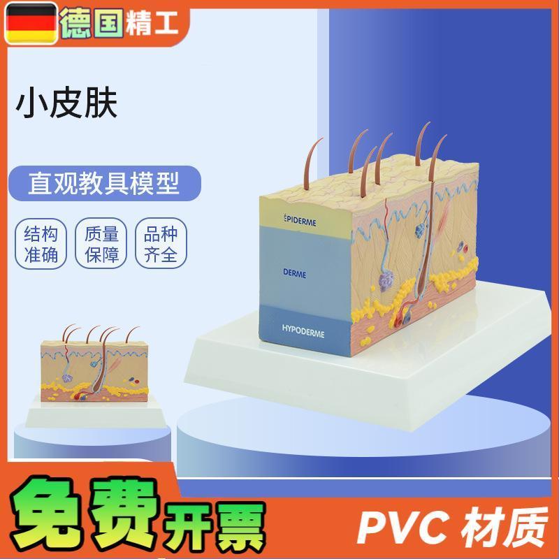德国】PNT-0557小皮肤模型 放大皮肤结构O解剖模型组织层次皮肤构