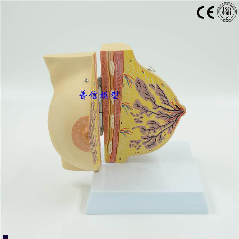 普信女性静止期乳房模型乳房解剖丰胸美容R模型妇科模型医用