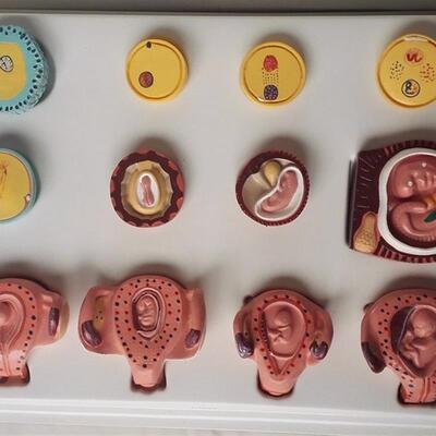 人体妊娠胚胎儿发育n过程模型受精卵子宫组织胚胎模型教学讲解