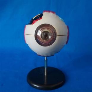 眼球模型眼睛结构解剖教具眼球标本6倍人N体眼睛眼珠内部可拆