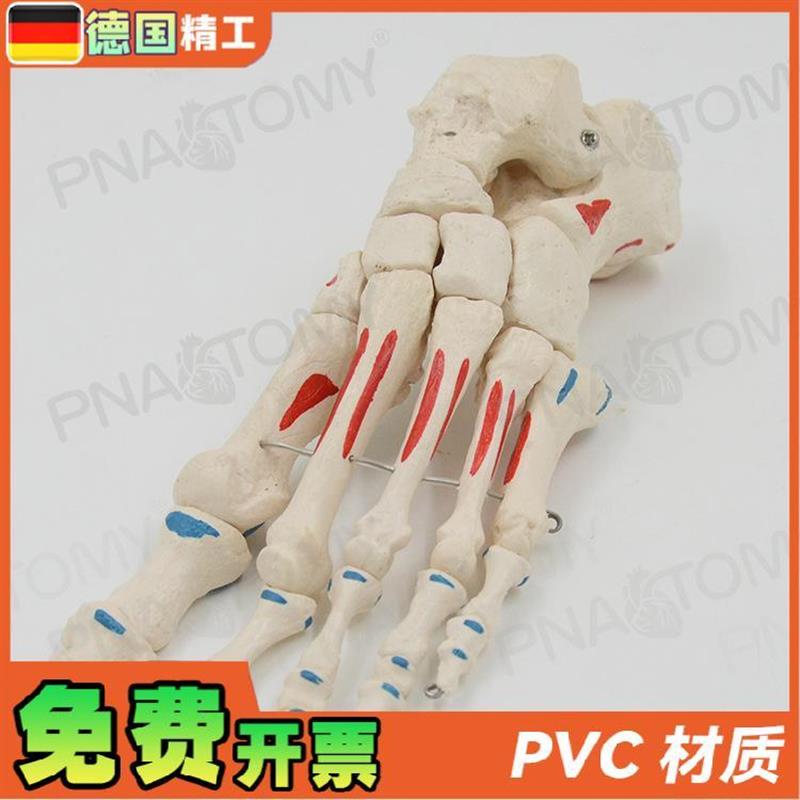 德国】人体足骨脚骨模型仿真脚趾关节骨骼脚掌部S骨骼肌肉着色活