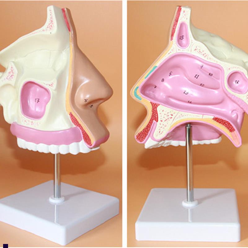 鼻腔解剖模型