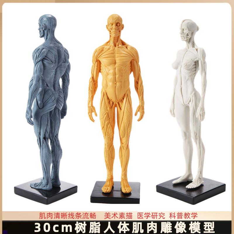 30cm雕塑艺用人体肌肉骨骼解剖结构模型美术医用参V考绘画中性推
