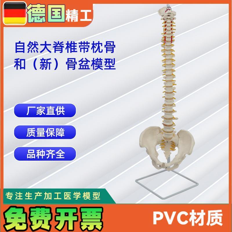 自然大脊椎带枕骨和新骨盆L模型人体教学模型
