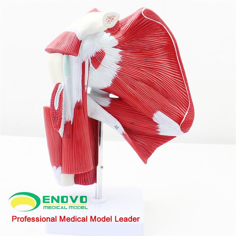 ENOVO医f学肩关节附肌肉肌腱模型 人体肌肉解剖模型健身运动系统