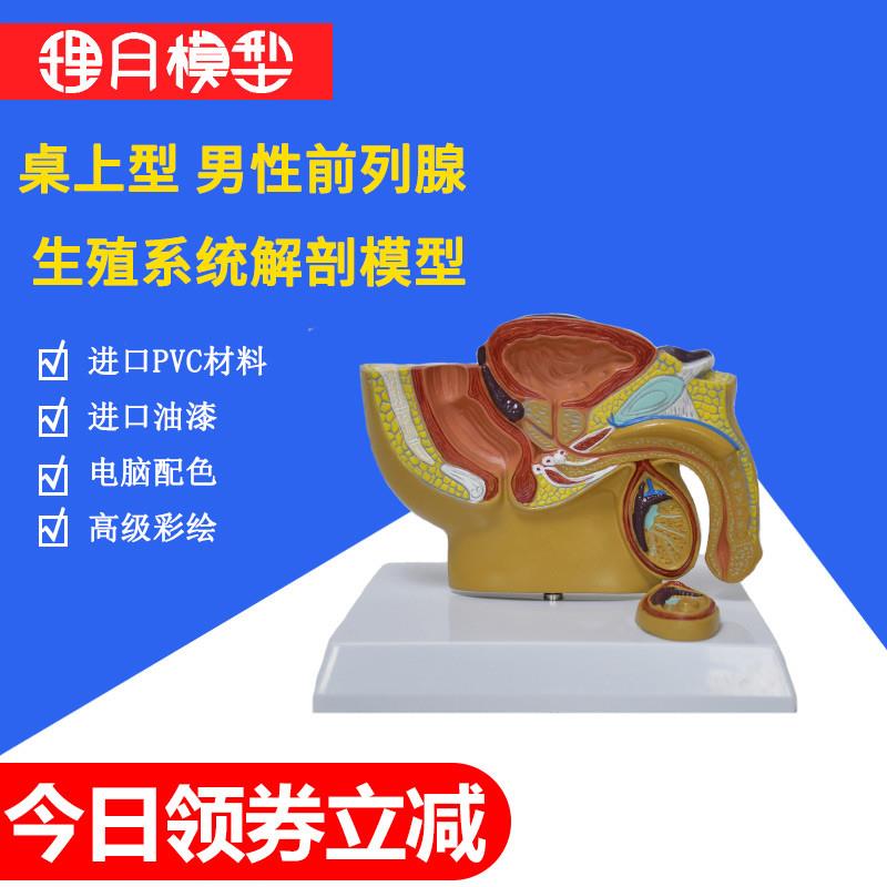 泌尿系统模型 男性生殖 模 器 盆腔解剖I结构 前列腺 男科部位教