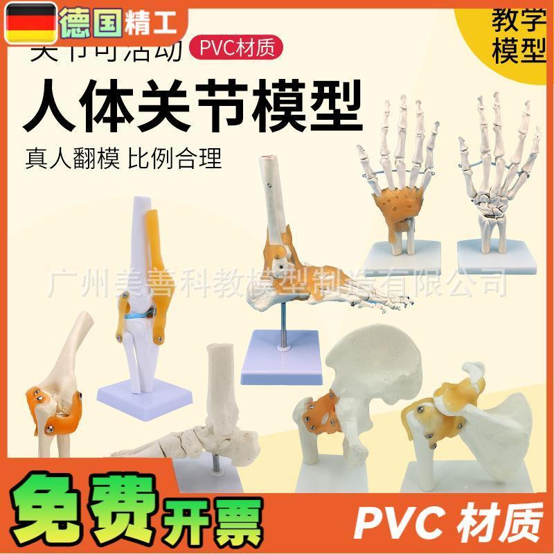 人体膝关a节功能模型肩关节肘关节手关节脚关节髋关节可动骨骼模