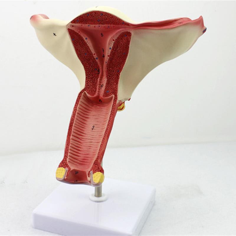 颐诺正品女性阴道子宫模型卵巢输卵管模型M女性生殖系统解剖妇科