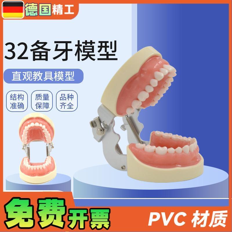 德国】人体32备牙模型 练习模型可拆卸软牙龈牙V科教学模型牙齿