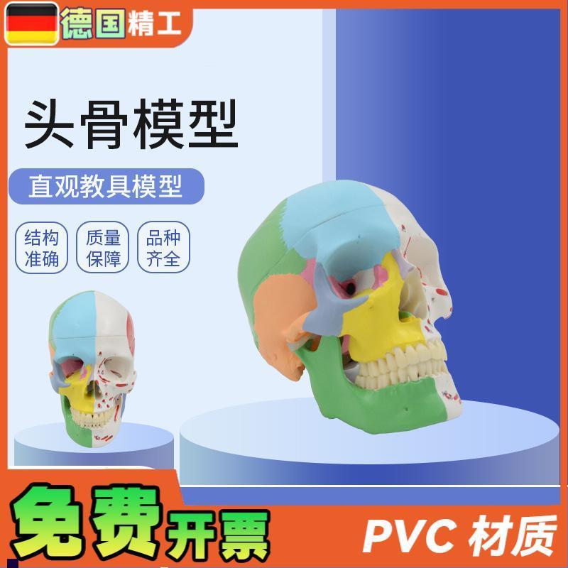 德国】美术医学艺用头骨模型标准彩色分L区骷髅头头骨可拆解头骨