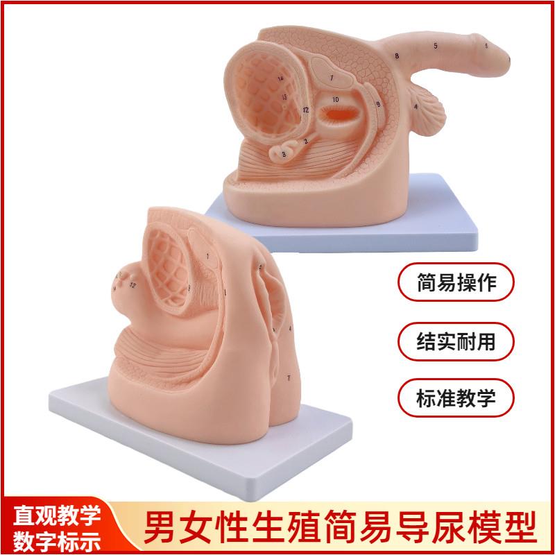 男性内外生殖器解剖及男女性导尿模型G 女性泌尿系统生殖系统模型