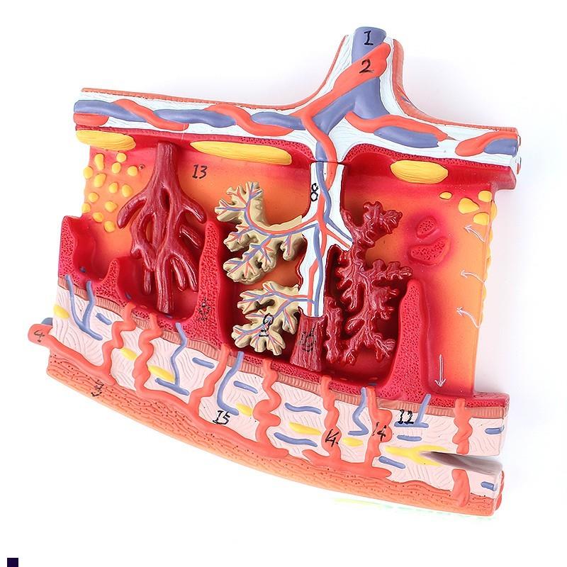 ENOVO颐诺胎盘组织放大模型组织胚胎胎儿妇产科教学place.nta培训