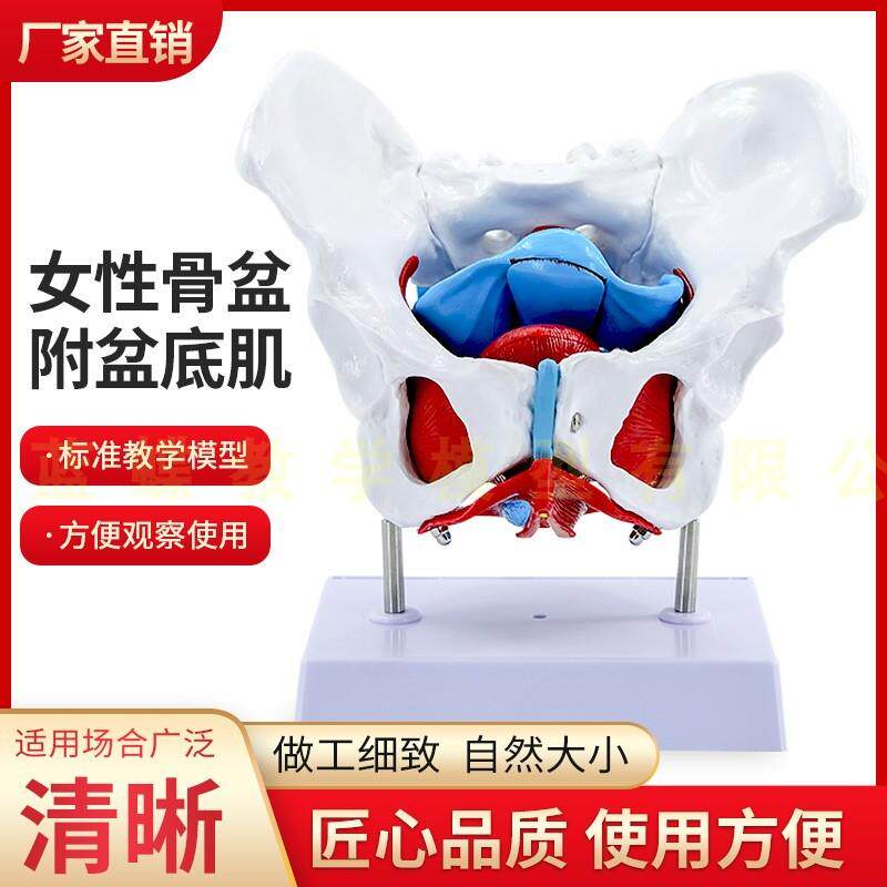 女性骨盆盆底肌肉模型人体分娩A产后恢复解剖医学盆腔器官结构教