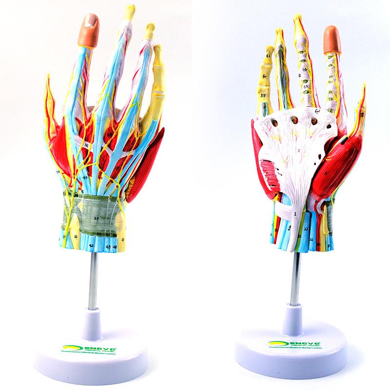ENOVO颐诺 手部解剖模型手关节骨骼肌肉血N管神经手外科腕关节手