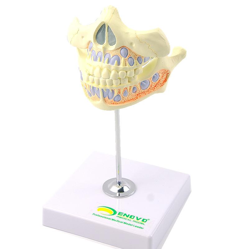 ENOVO颐诺 乳牙牙列模型儿童口腔齿科牙医培Q训教学医生教具 乳牙