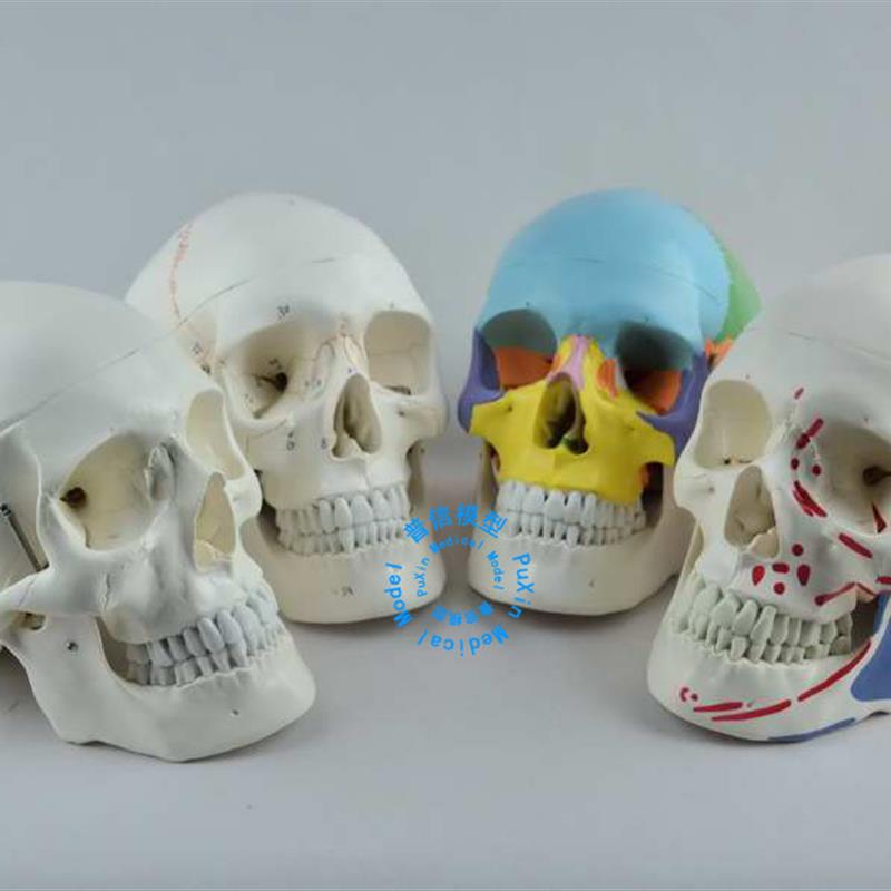 普信 自然大e彩色头骨 1比1骷髅头数字标识人体头颅骨医用教用美
