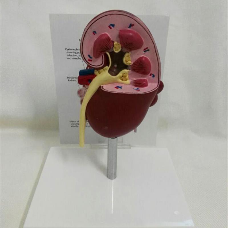 狗肾脏病态健康解剖模型犬肾脏解剖模型宠物教学教T具医学教仪模