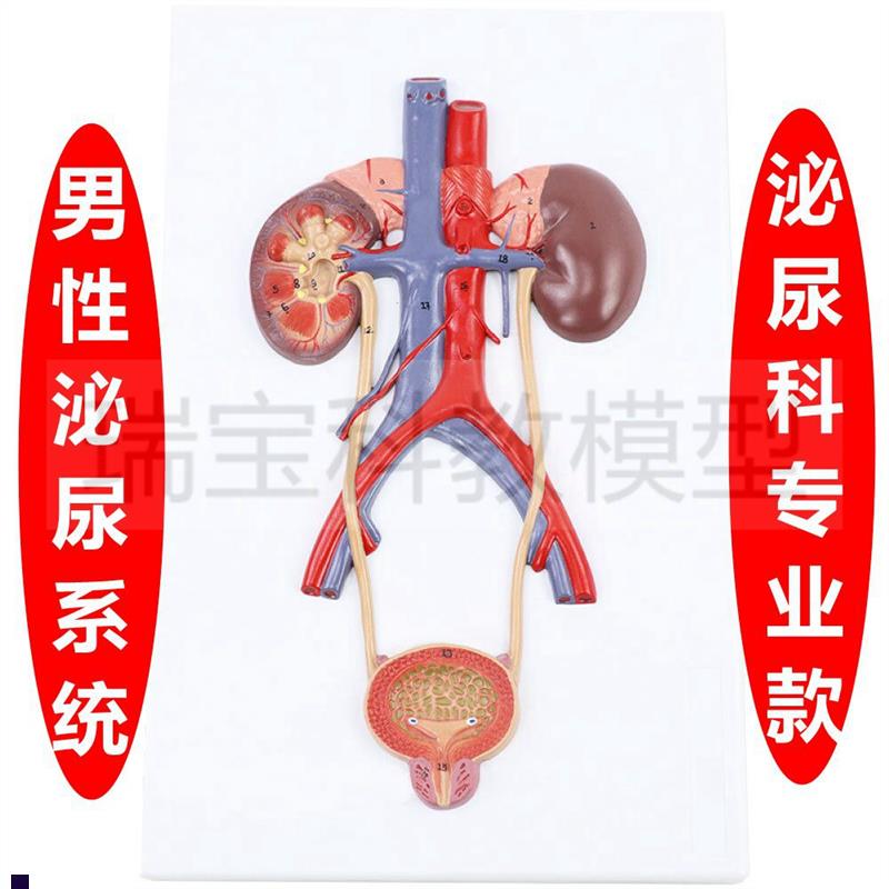 泌尿系统模型腹腔动静脉盆腔肌肉脏器男J生殖膀胱前列腺妇科女子