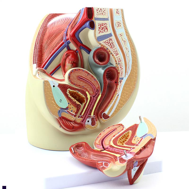 ENOVO颐诺女性盆腔解剖v模型人体生殖泌尿系统子宫妇科医学模型骨