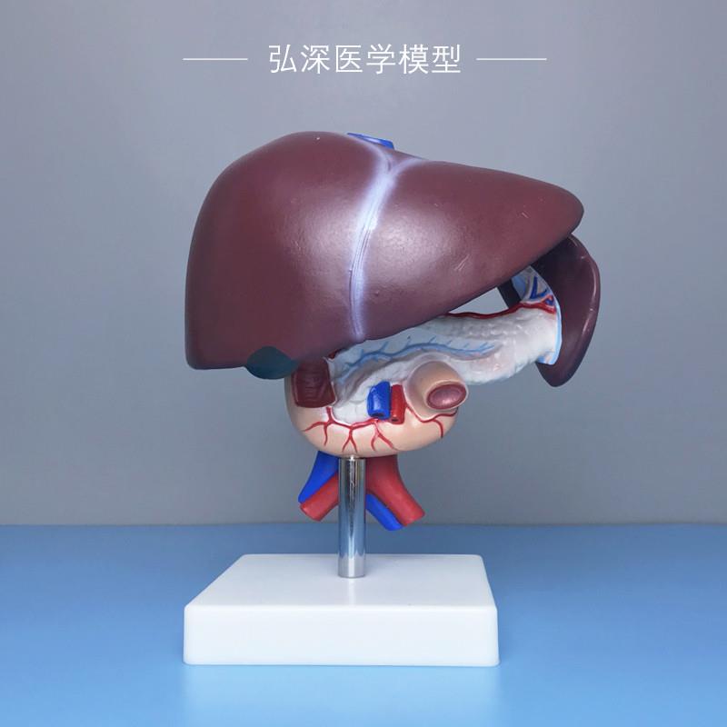 肝胰十二指肠模型l人体内脏器官肝胆脾胰腺消化系统解剖医学科教