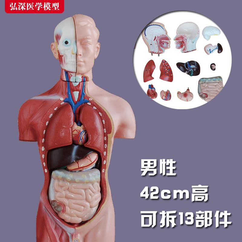 躯干模型人体内脏l胸腹部器官解剖男性五脏心肝脾肺肾结构教学玩