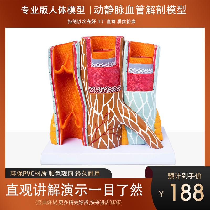 政河 人c体动静脉血管模型器官解剖放大层次结构演示教学医院学校