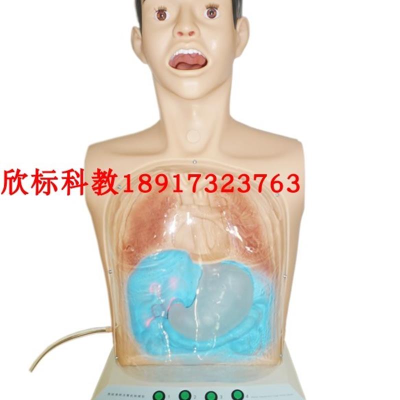 半身透明洗胃模型 多功能洗B胃人体模型胃肠减压训练模型