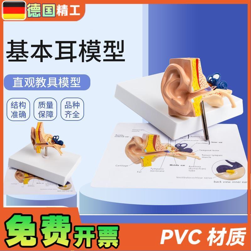 德国】基本耳模型 桌上型人体耳朵解剖模型N耳模型内耳部听觉教学