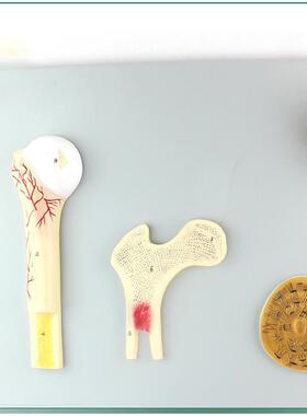 骨的构造c模型人体骨骼骨架模型骨骼教学模型SMD0012