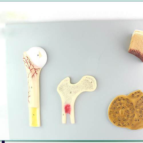 骨的构造c模型人体骨骼骨架模型骨骼教学模型SMD0012