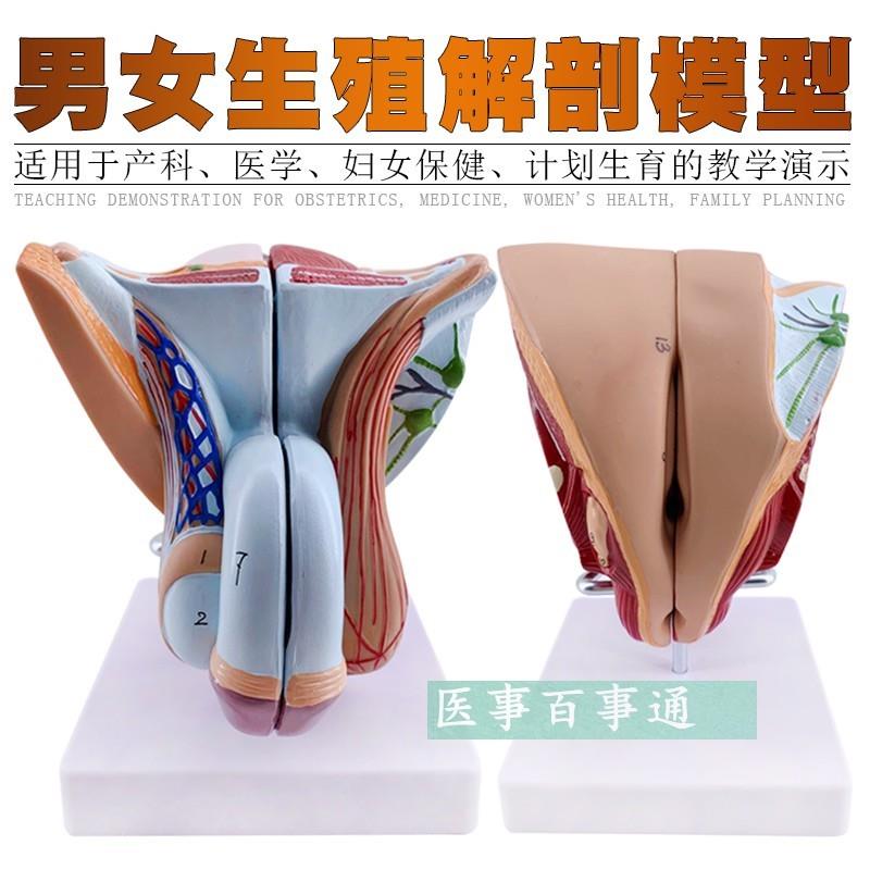 女性生殖器官结构模型4部件女性内E外生殖系统子宫解剖计生模型