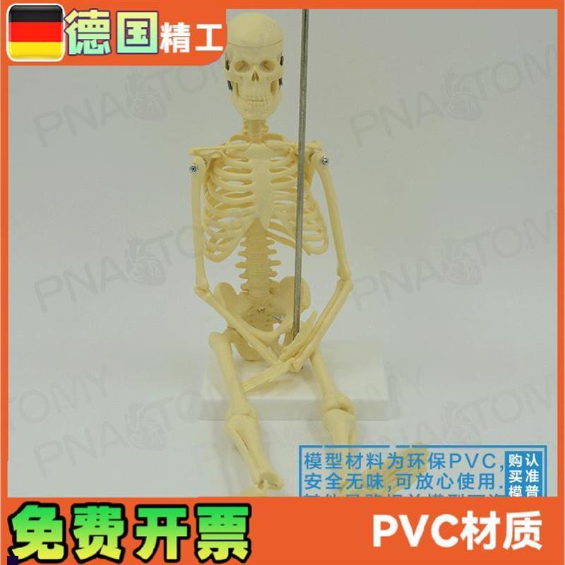 45cm小型人体全身骨骼模型可E拆卸可活动骷髅骨架玩具标本