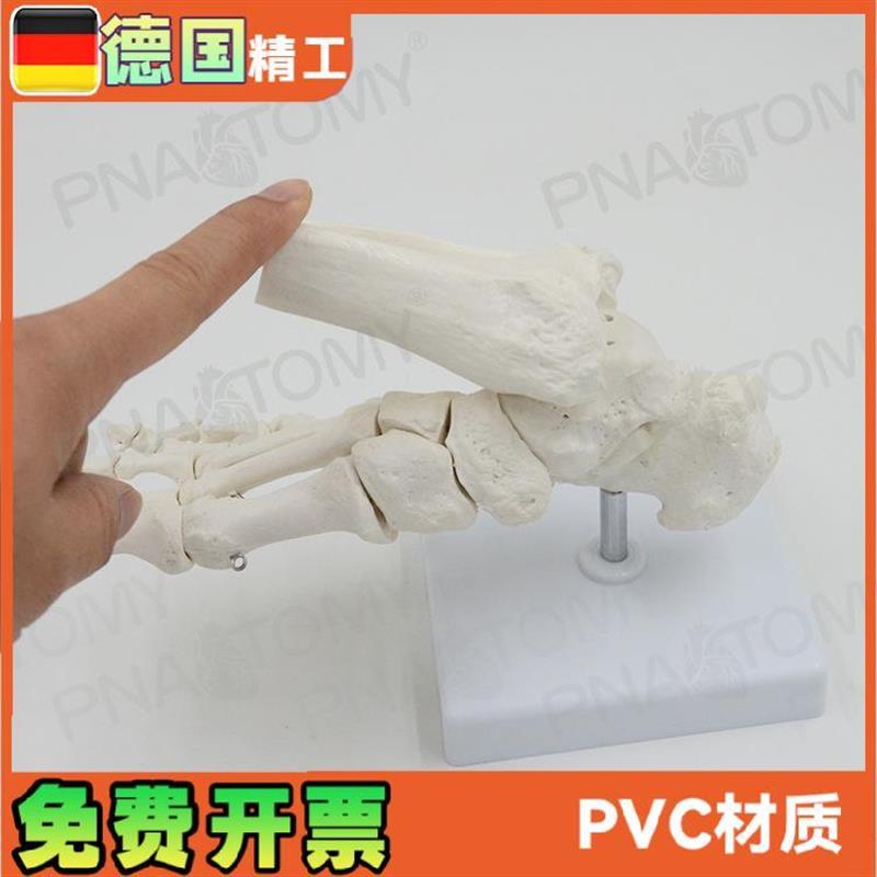 人体脚关节踝关节足骨模型脚骨z仿真踝关节可活的跖骨教学 标本