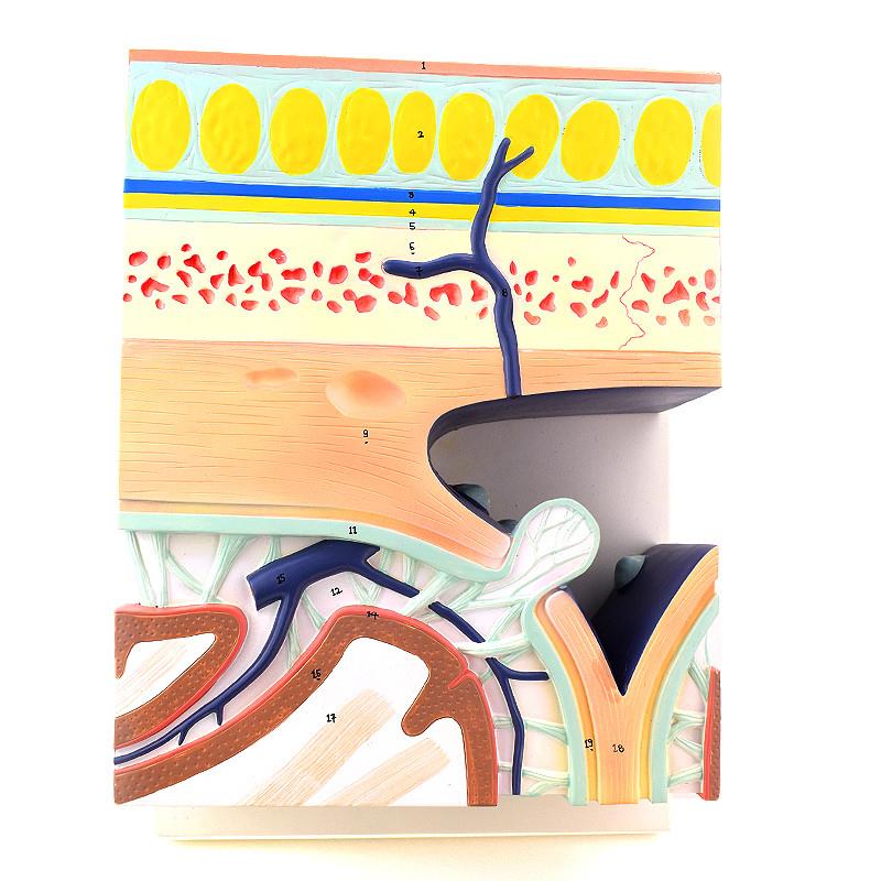ENOVO颐诺颅底模型人体头颅骨模型硬脑膜N窦头皮层次解剖结构头皮