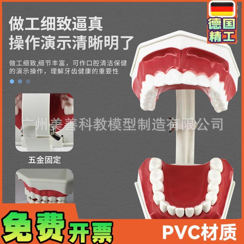 儿童早教刷牙模型两o倍大幼儿口腔教学模型牙齿模型幼儿园教刷牙