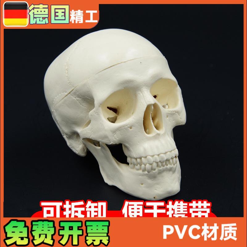 头骨模型艺f术写生雕塑口腔学头颅骨教学可拆塑料骷髅头美术用