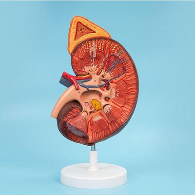 人体肾脏模型带肾上m腺放大3倍带标识肾结构输尿管泌尿系统仿真内
