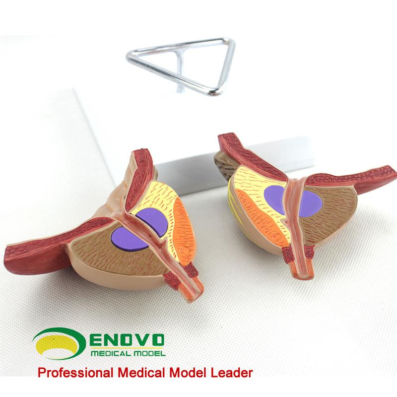 ENOVO颐诺医学前列腺解剖模型 BPH前列腺检查模型男性Z前列腺生殖