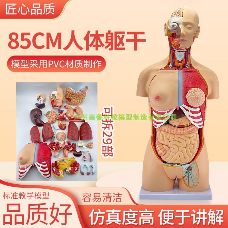 人体躯干 85CM两性躯干模型32D件背部解剖人体躯干模型内脏解剖