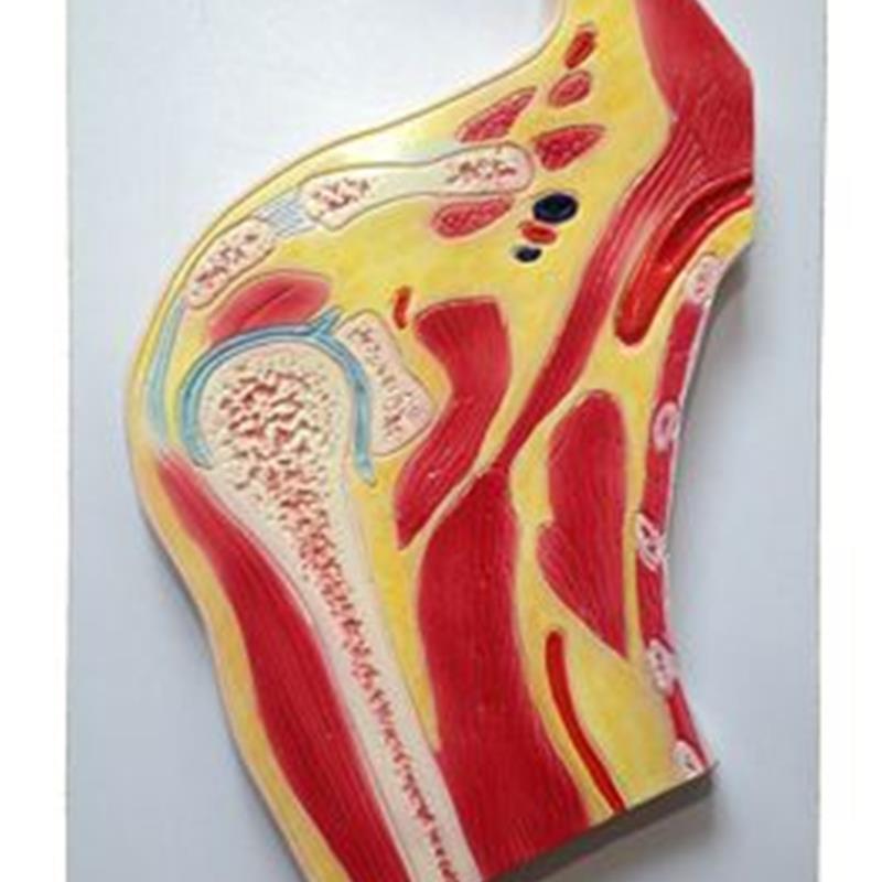 肩关节剖面模型 人体肩部肌肉骨骼韧带I脂肪组织解剖模型实拍闪发