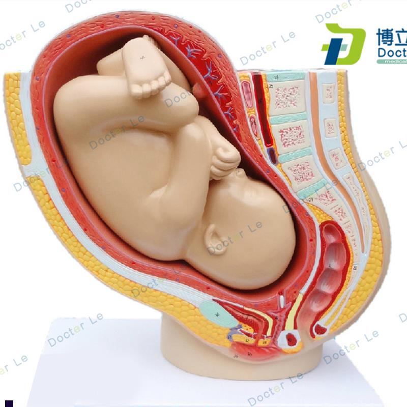 普及版女性盆腔附足月胎儿模型z妊娠发育九个月胎儿子宫生殖模型