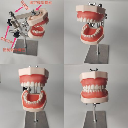 牙科材料牙口腔器械离p体牙备牙模型根管排龈开髓模型练习支架包